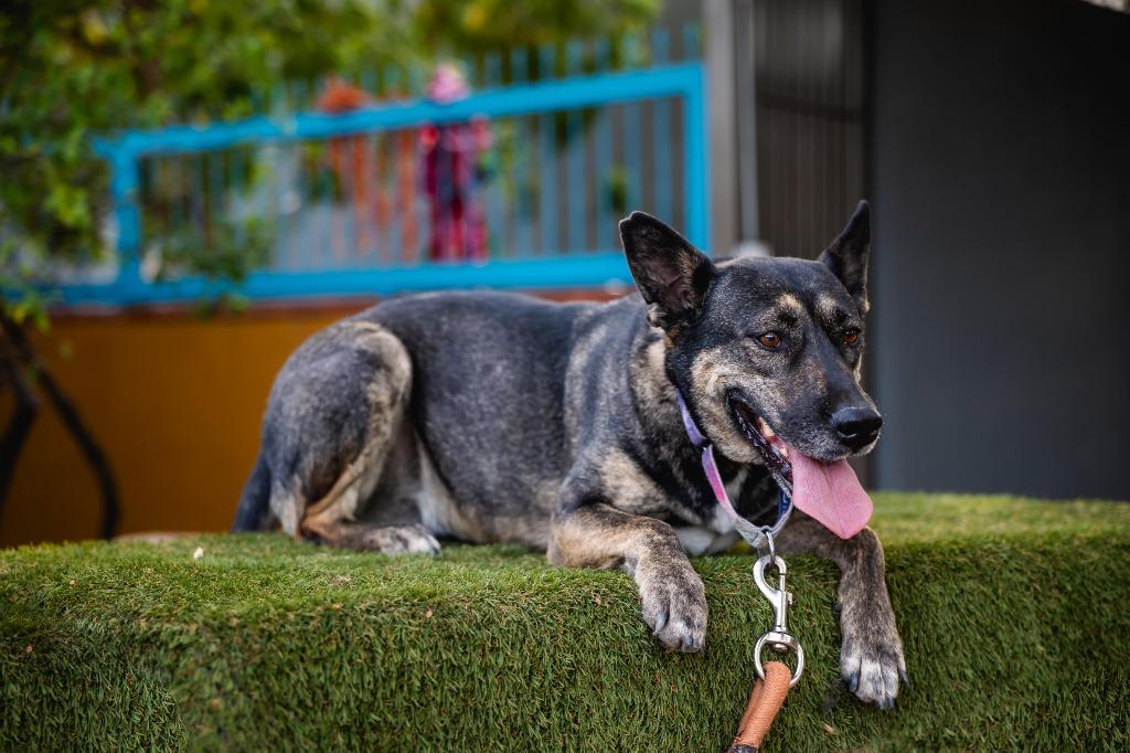 Lassie, a Adoptable mixed breed in Anacortes, WA image 3/6