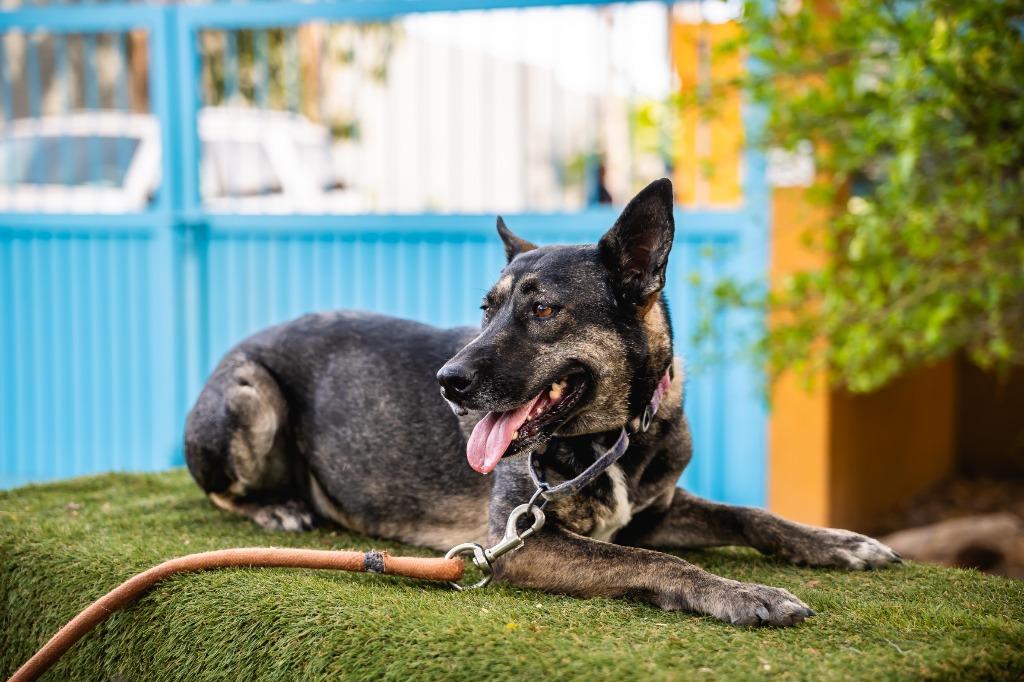 Lassie, a Adoptable mixed breed in Anacortes, WA image 4/6
