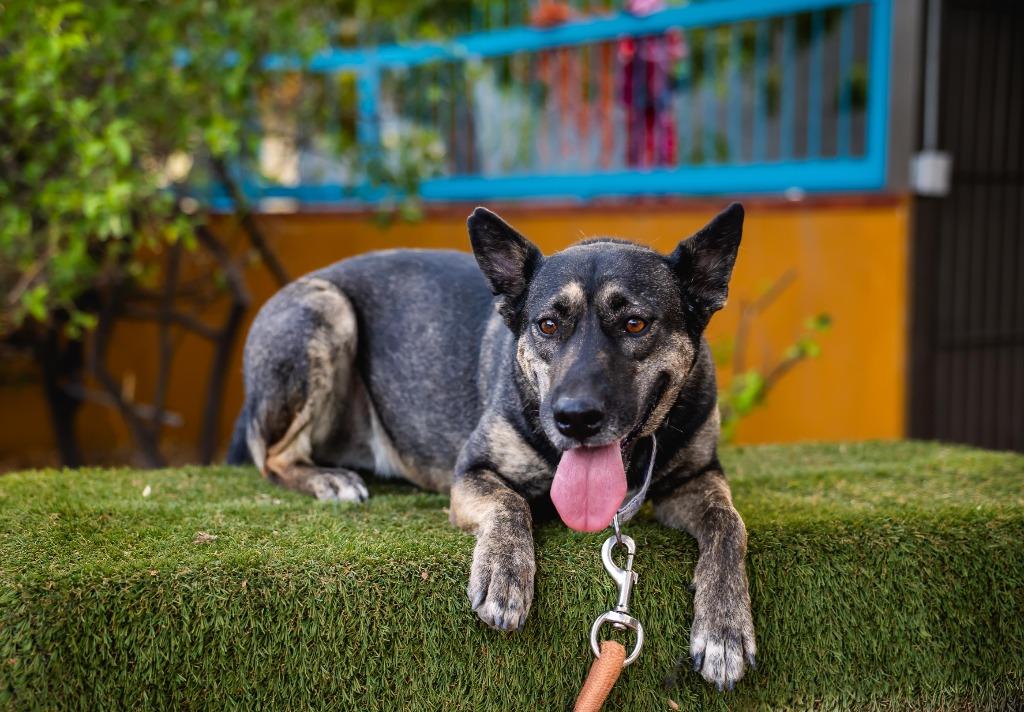 Lassie, a Adoptable mixed breed in Anacortes, WA image 5/6