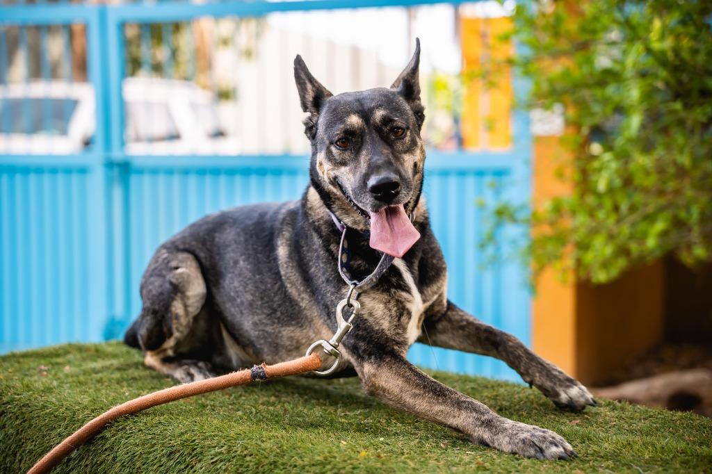 Lassie, a Adoptable mixed breed in Anacortes, WA image 6/6