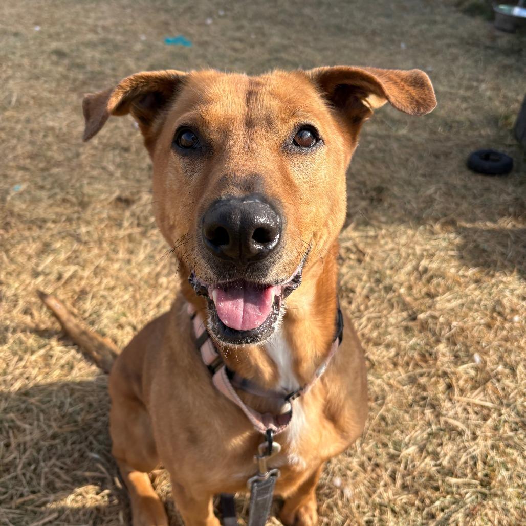 Rozwell, Adoptable, Senior Female Mixed Breed.