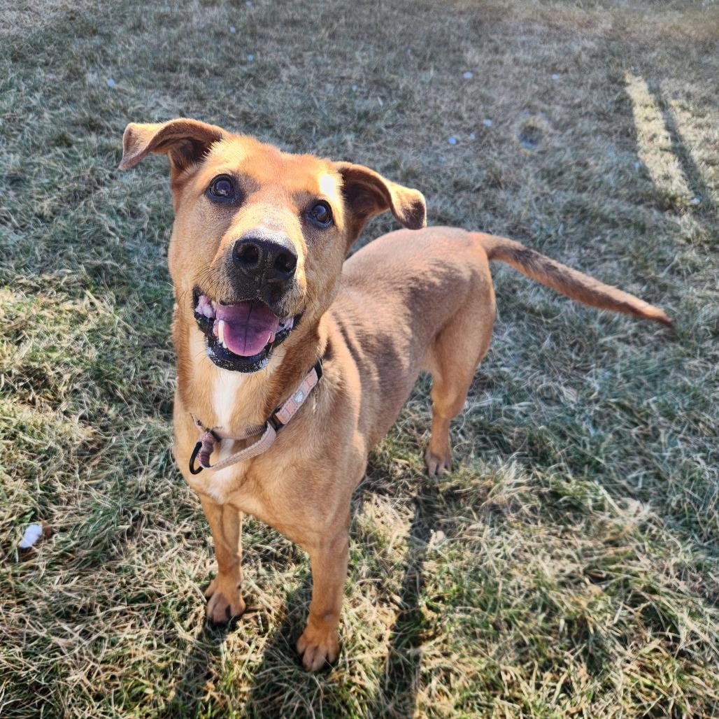 Enlarge Rozwell, a Adoptable mixed breed in Harrisonburg, VA image 2/6
