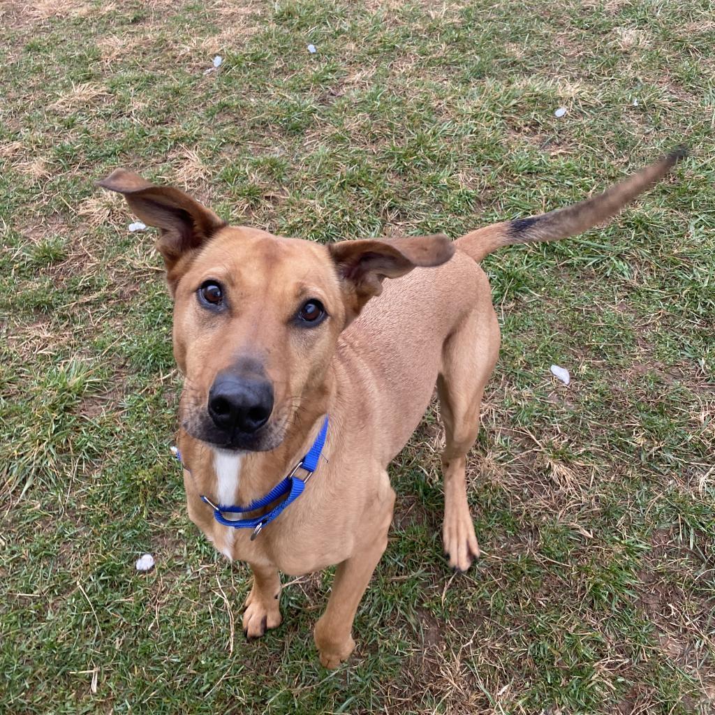 Enlarge Rozwell, a Adoptable mixed breed in Harrisonburg, VA image 2/6