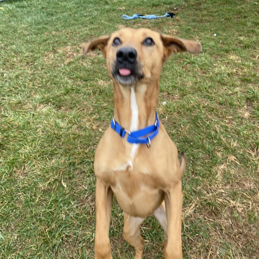 Enlarge Rozwell, a Adoptable mixed breed in Harrisonburg, VA image 3/6