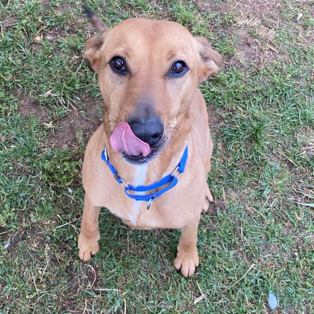 Enlarge Rozwell, a Adoptable mixed breed in Harrisonburg, VA image 4/6