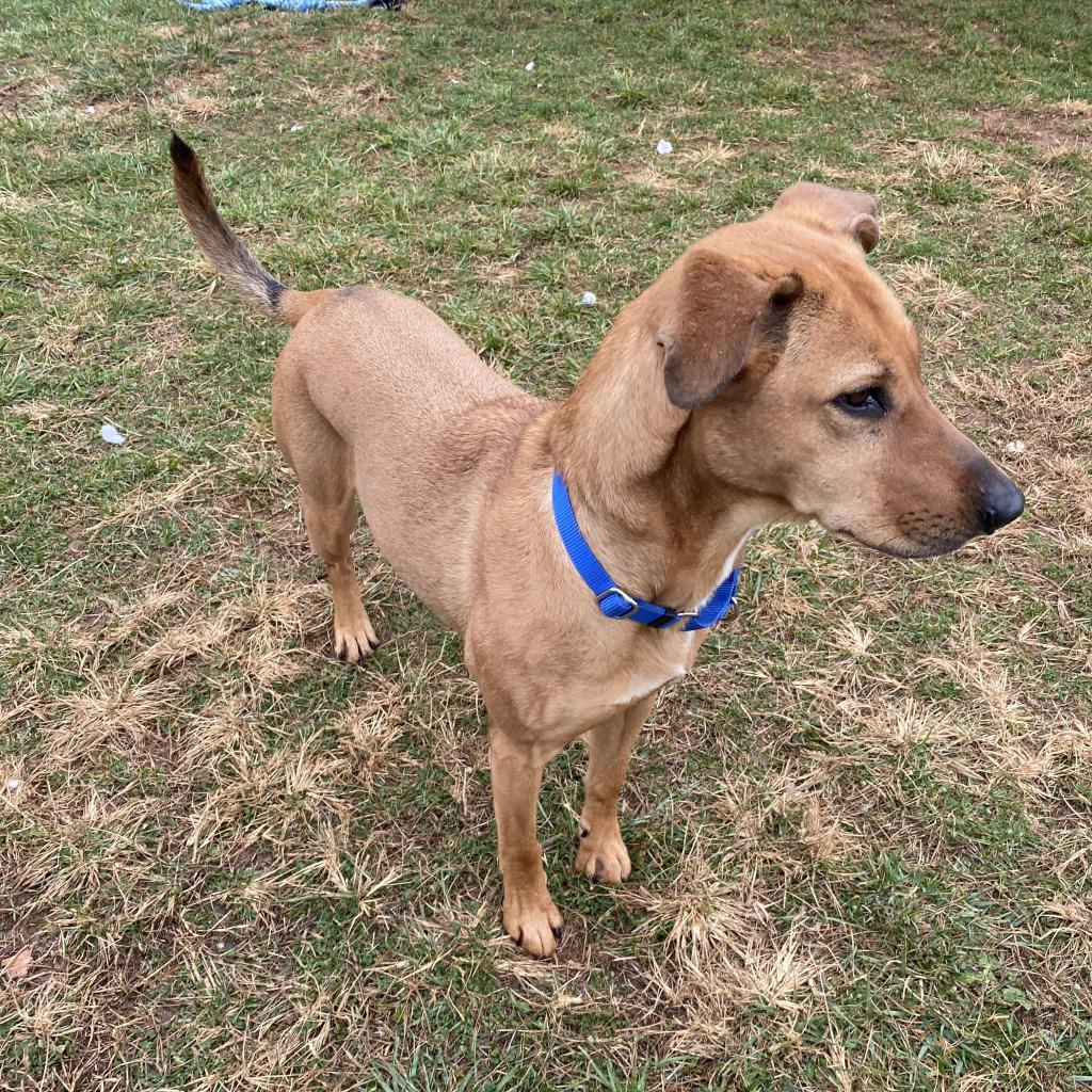 Enlarge Rozwell, a Adoptable mixed breed in Harrisonburg, VA image 5/6