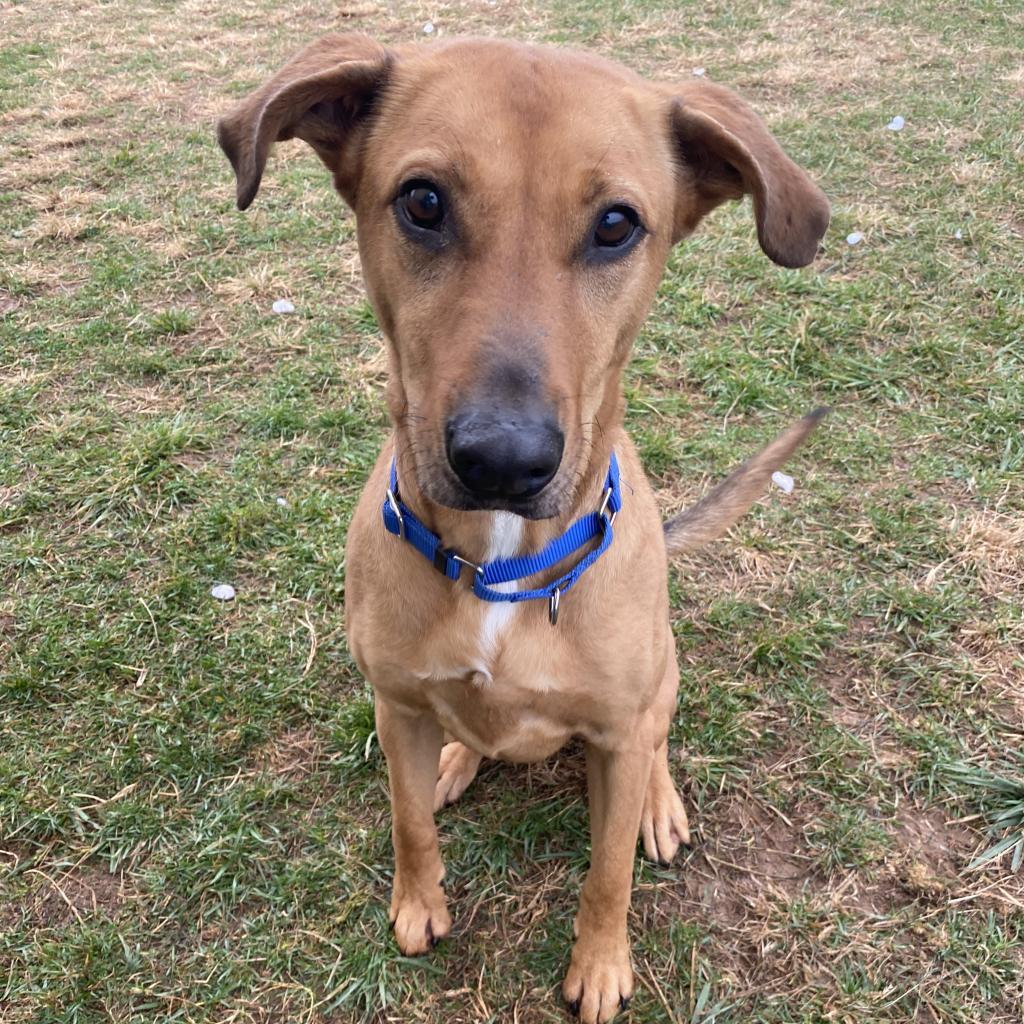 Enlarge Rozwell, a Adoptable mixed breed in Harrisonburg, VA image 6/6