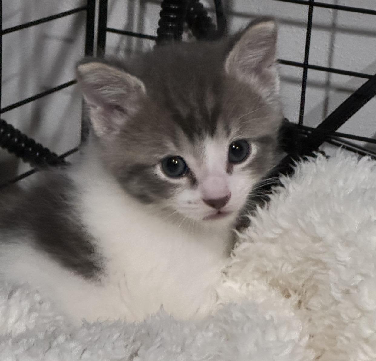 Enlarge Luke, a ADOPTABLE Domestic Short Hair in Port Washington, WI image 1/1