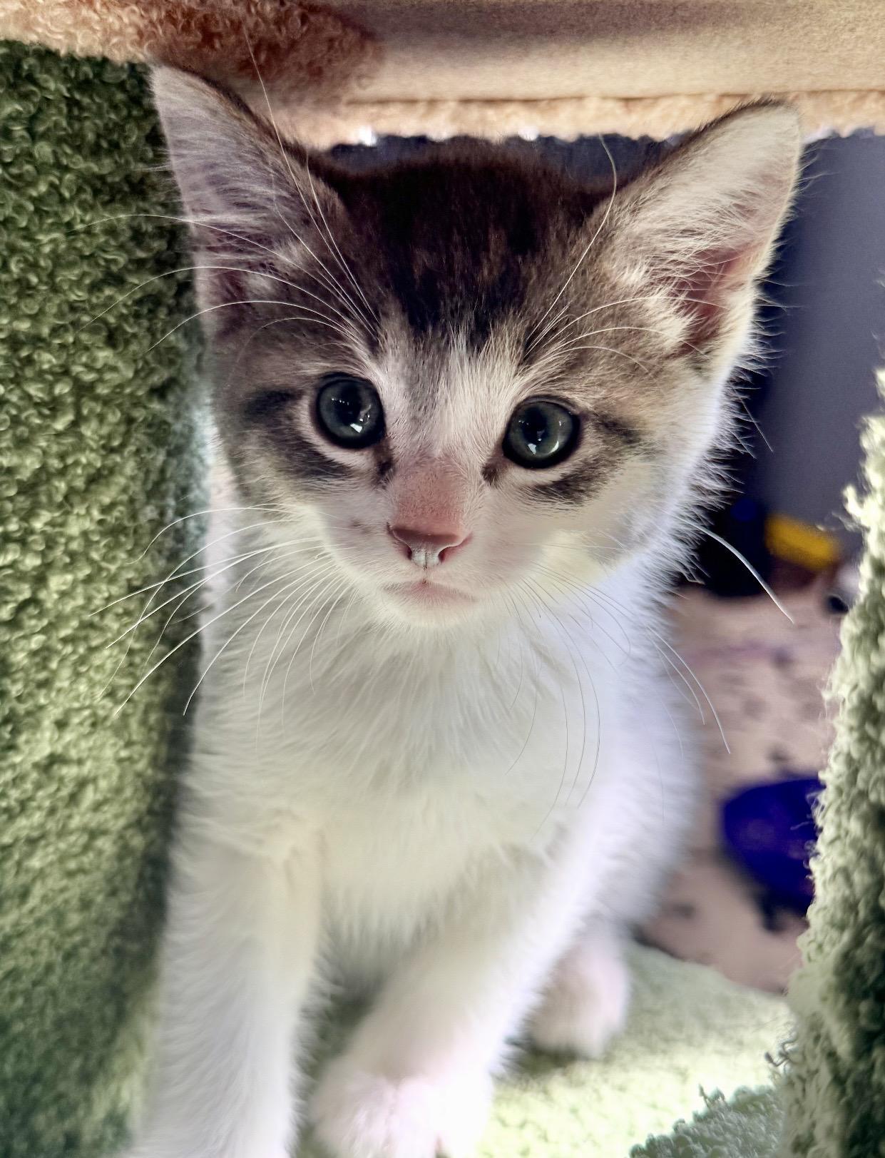 Luke, ADOPTABLE, Kitten Male Domestic Short Hair.