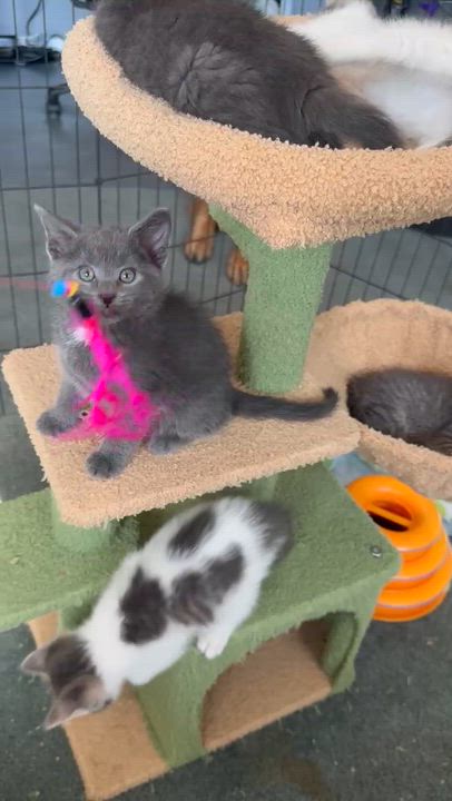 Enlarge Luke, a ADOPTABLE Domestic Short Hair in Port Washington, WI video 2/2