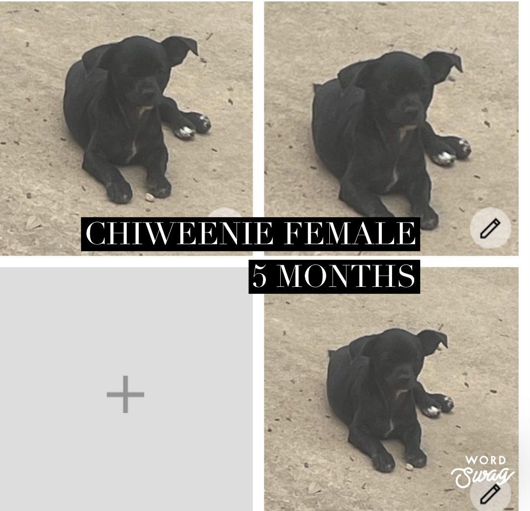 Chiweenie female 6 months , ADOPTABLE, Young Female Chiweenie & Shih Tzu.