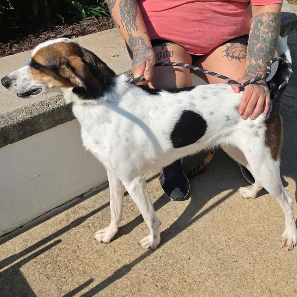 Tootie, Adoptable, Adult Female Hound & Mixed Breed.