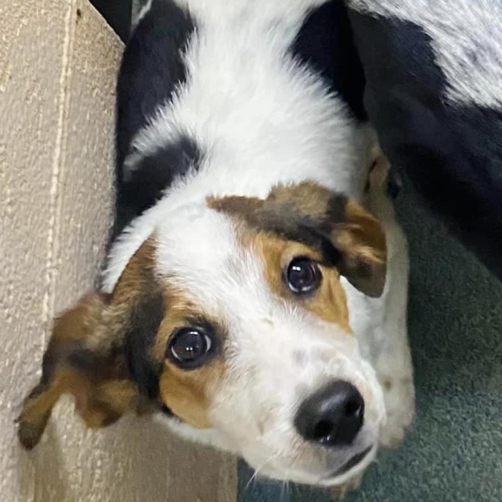 Enlarge Tootie, a Adoptable mixed breed in Martinsville, VA image 2/5