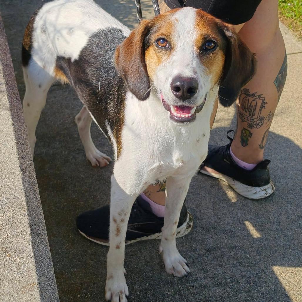 Enlarge Tootie, a Adoptable mixed breed in Martinsville, VA image 3/5