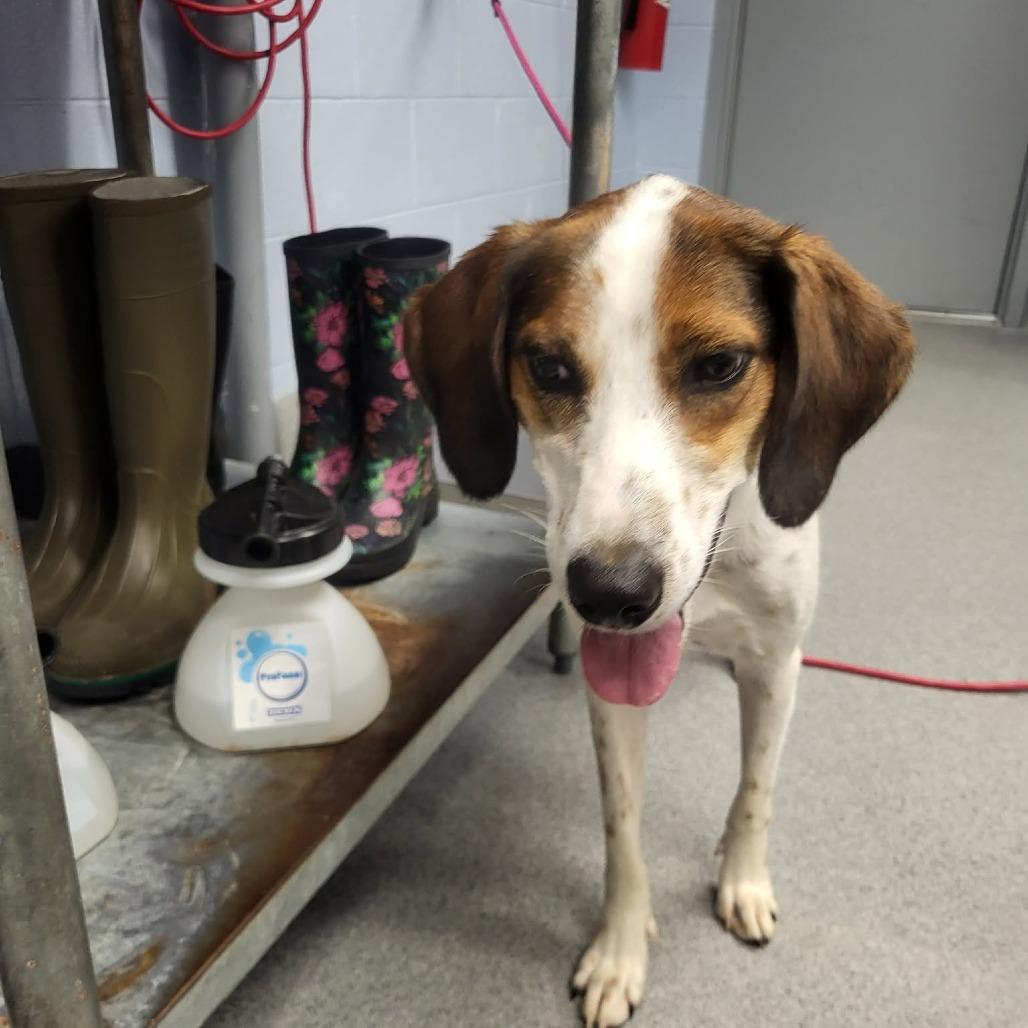 Enlarge Tootie, a Adoptable mixed breed in Martinsville, VA image 5/5