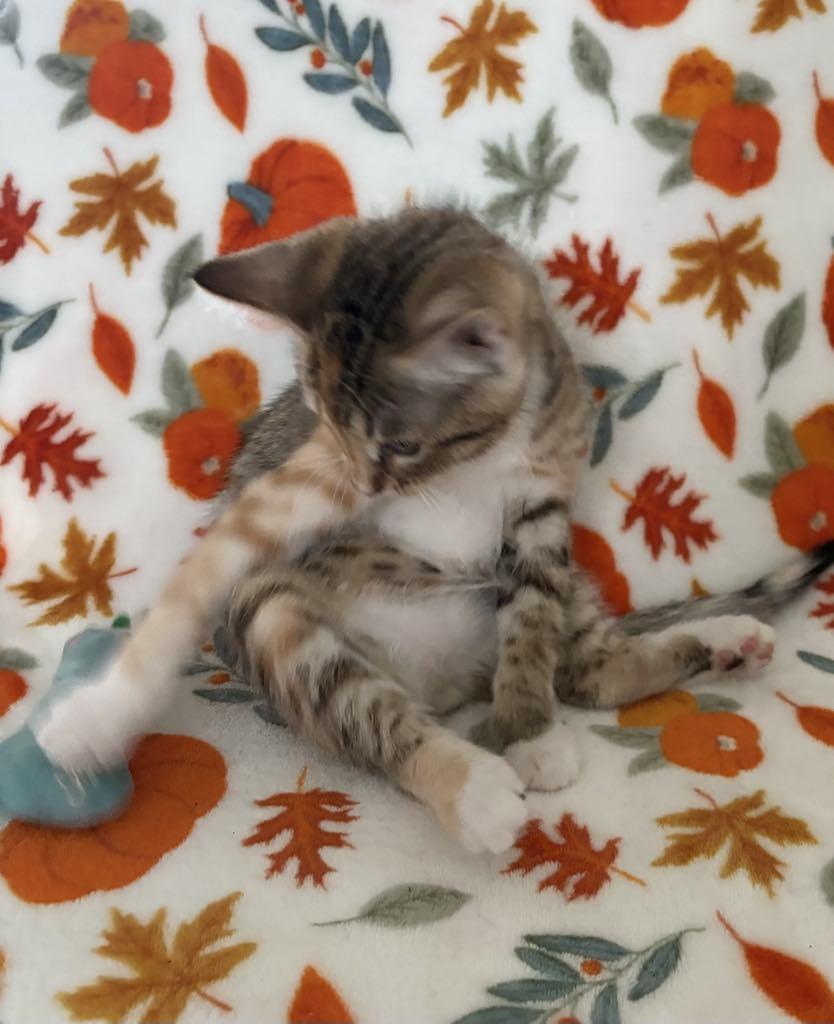 Darlene, Adoptable, Young Female Domestic Short Hair.