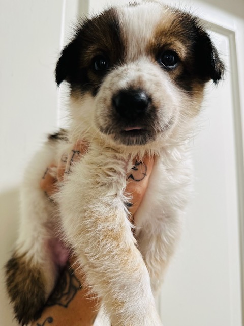 Scrappy, Teddy, Freckles, and Cali-flower, Adopted, Puppy Female Australian Shepherd & Akita.
