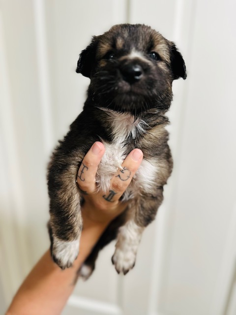 Enlarge Scrappy, Teddy, Freckles, and Cali-flower, a Adopted mixed breed in Bremerton, WA image 2/4