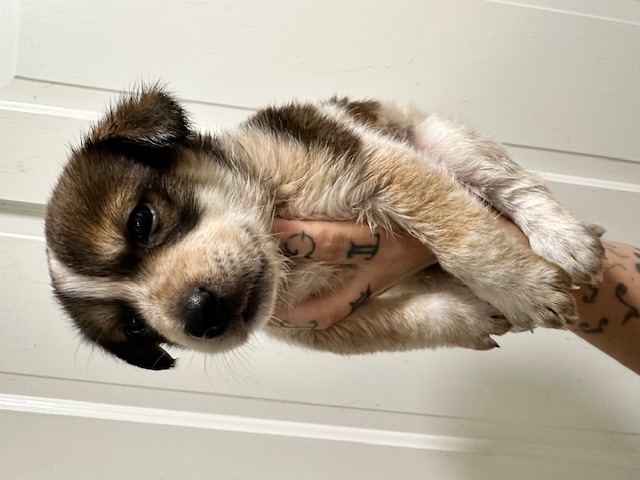 Enlarge Scrappy, Teddy, Freckles, and Cali-flower, a Adopted mixed breed in Bremerton, WA image 3/4