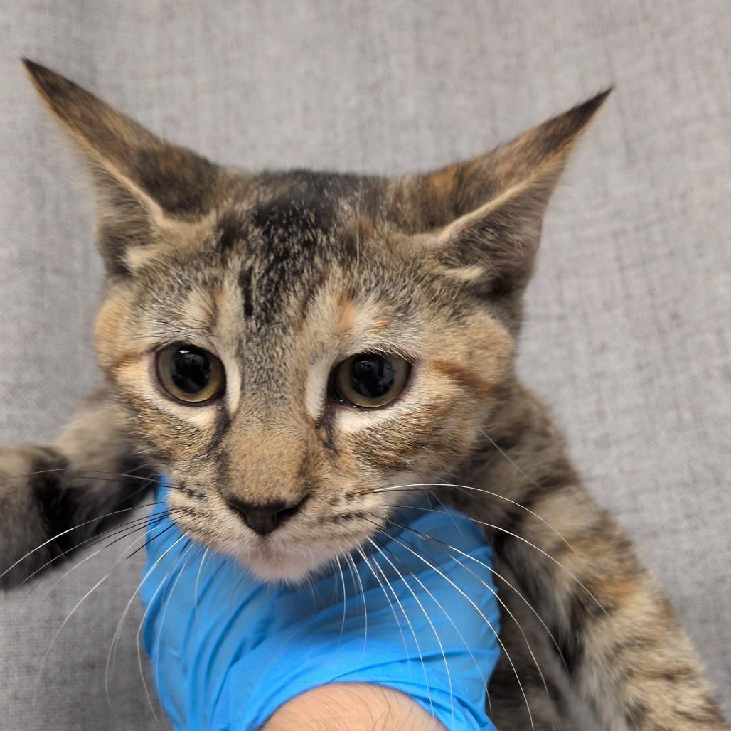 Enlarge Princess Daisy, a Adoptable mixed breed in Hattiesburg, MS image 1/3