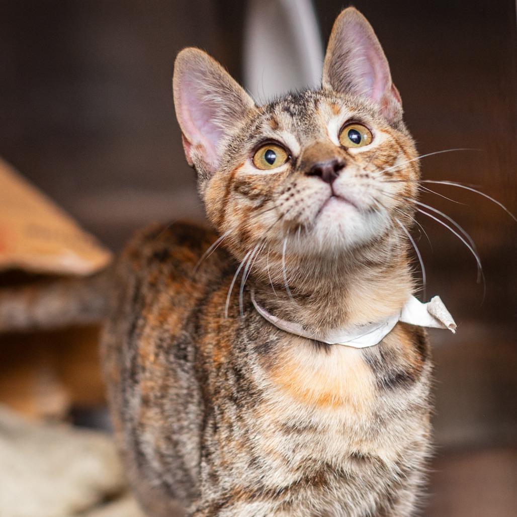 Enlarge Princess Daisy, a Adoptable mixed breed in Hattiesburg, MS image 3/3