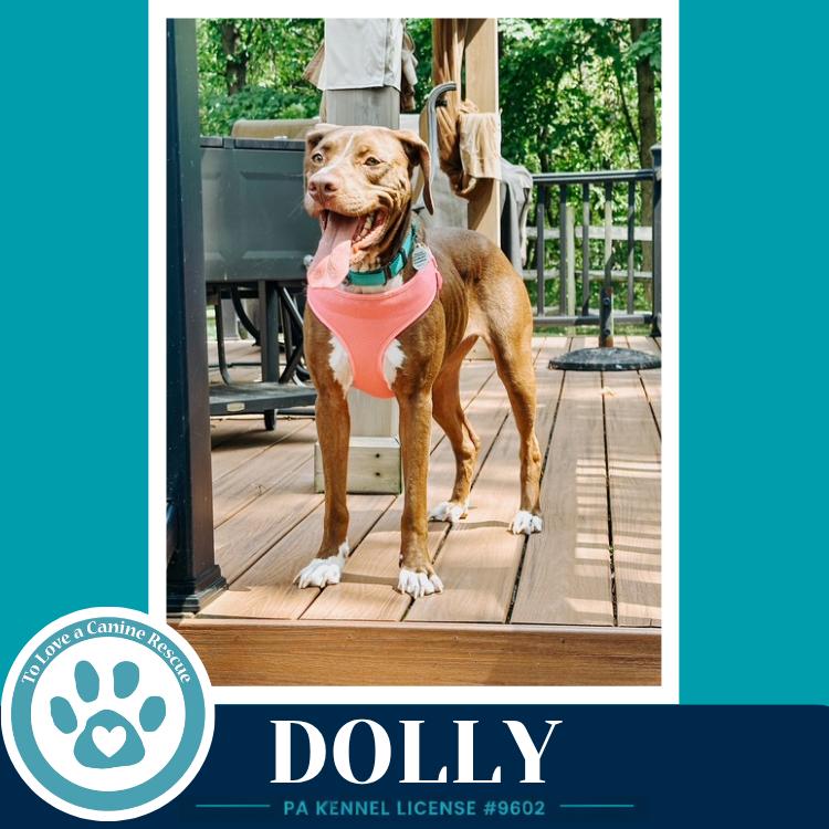 Dolly (Country Queens) 071826, Adoptable, Adult Female American Staffordshire Terrier & Labrador Retriever.