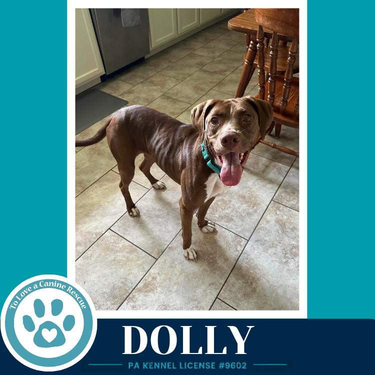Dolly (Country Queens) 071826, a Adoptable mixed breed in Kimberton, PA image 2/6