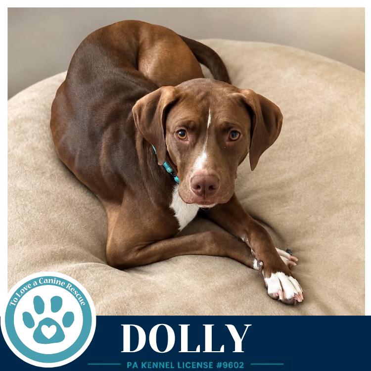 Enlarge Dolly (Country Queens) 071826, a Adoptable mixed breed in Kimberton, PA image 2/6