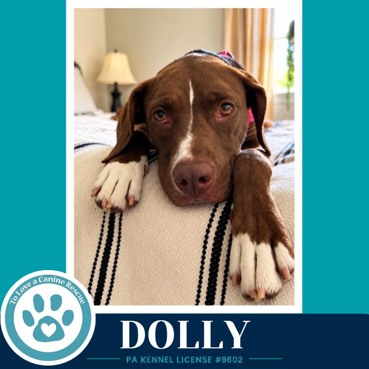 Dolly (Country Queens) 071826, a Adoptable mixed breed in Kimberton, PA image 3/6