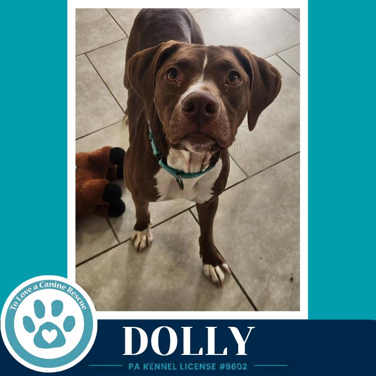 Dolly (Country Queens) 071826, a Adoptable mixed breed in Kimberton, PA image 4/6