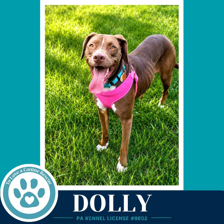 Dolly (Country Queens) 071826, a Adoptable mixed breed in Kimberton, PA image 5/6
