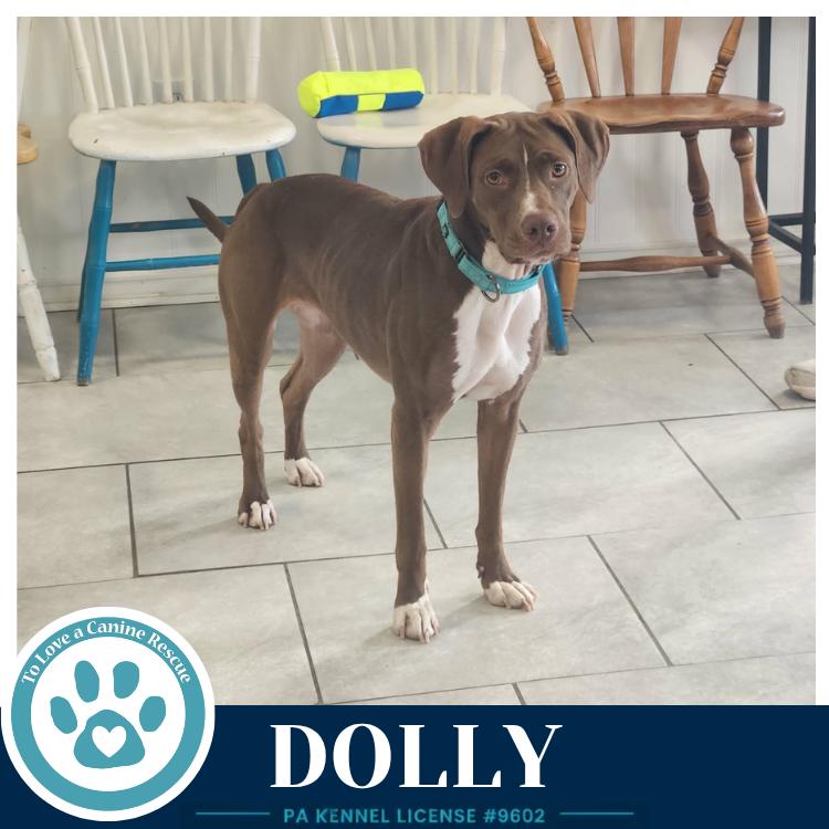 Dolly (Country Queens) 071826, a Adoptable mixed breed in Kimberton, PA image 6/6