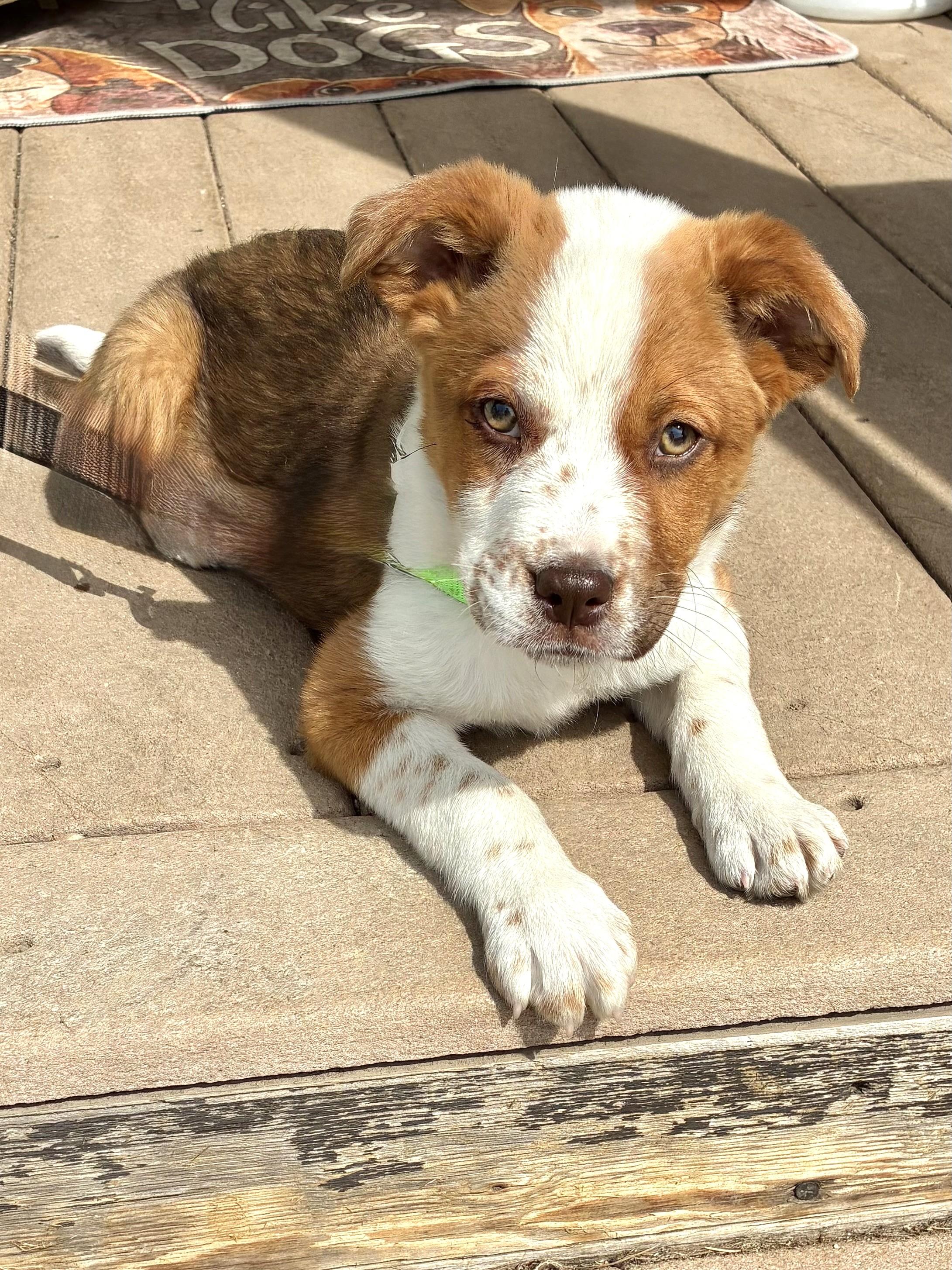 Enlarge Tamolee, a ADOPTABLE mixed breed in West Chicago, IL image 2/3