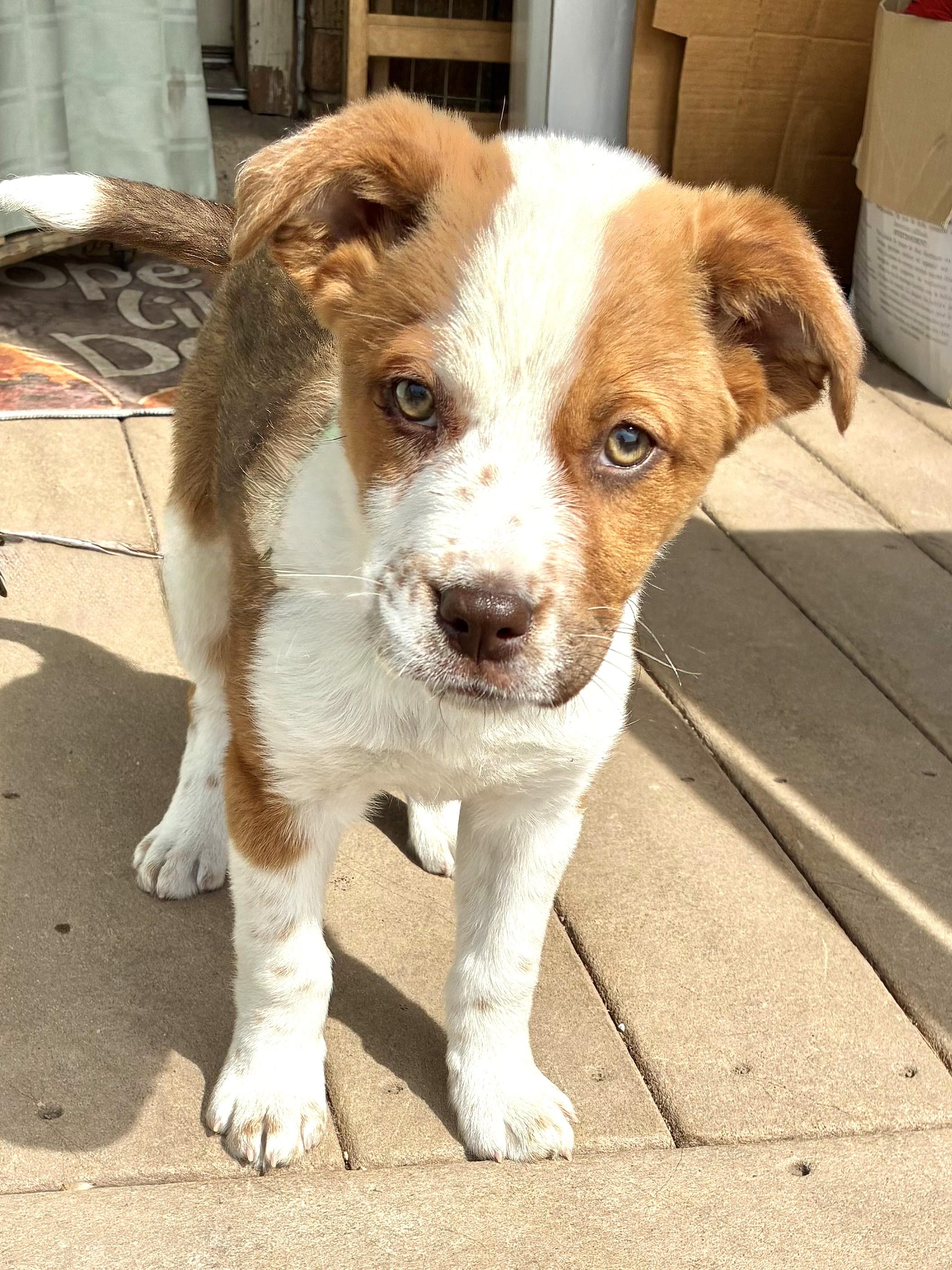 Enlarge Tamolee, a ADOPTABLE mixed breed in West Chicago, IL image 1/3
