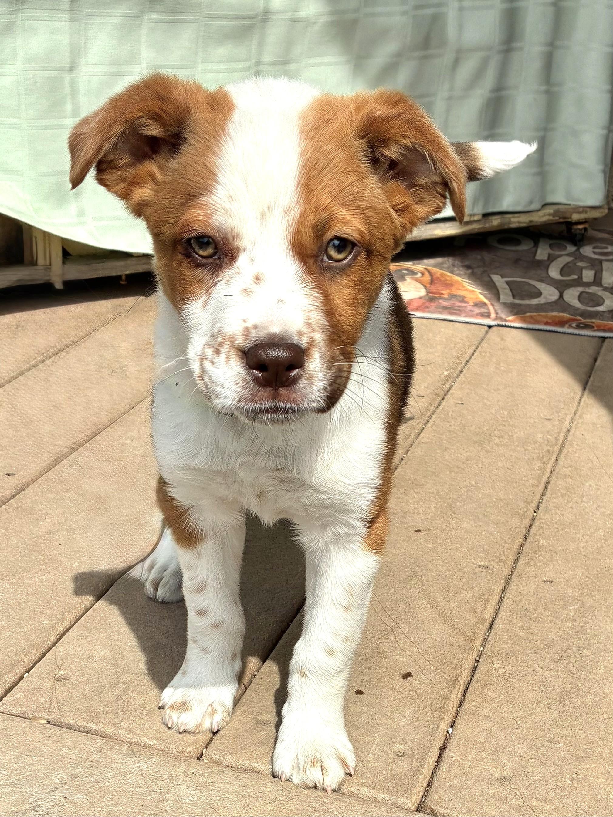 Enlarge Tamolee, a ADOPTABLE mixed breed in West Chicago, IL image 3/3