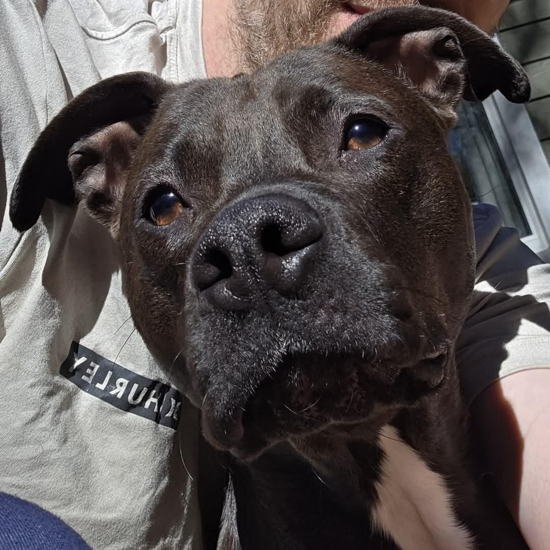 Enlarge Polli, a ADOPTABLE mixed breed in Wildwood, FL image 1/2