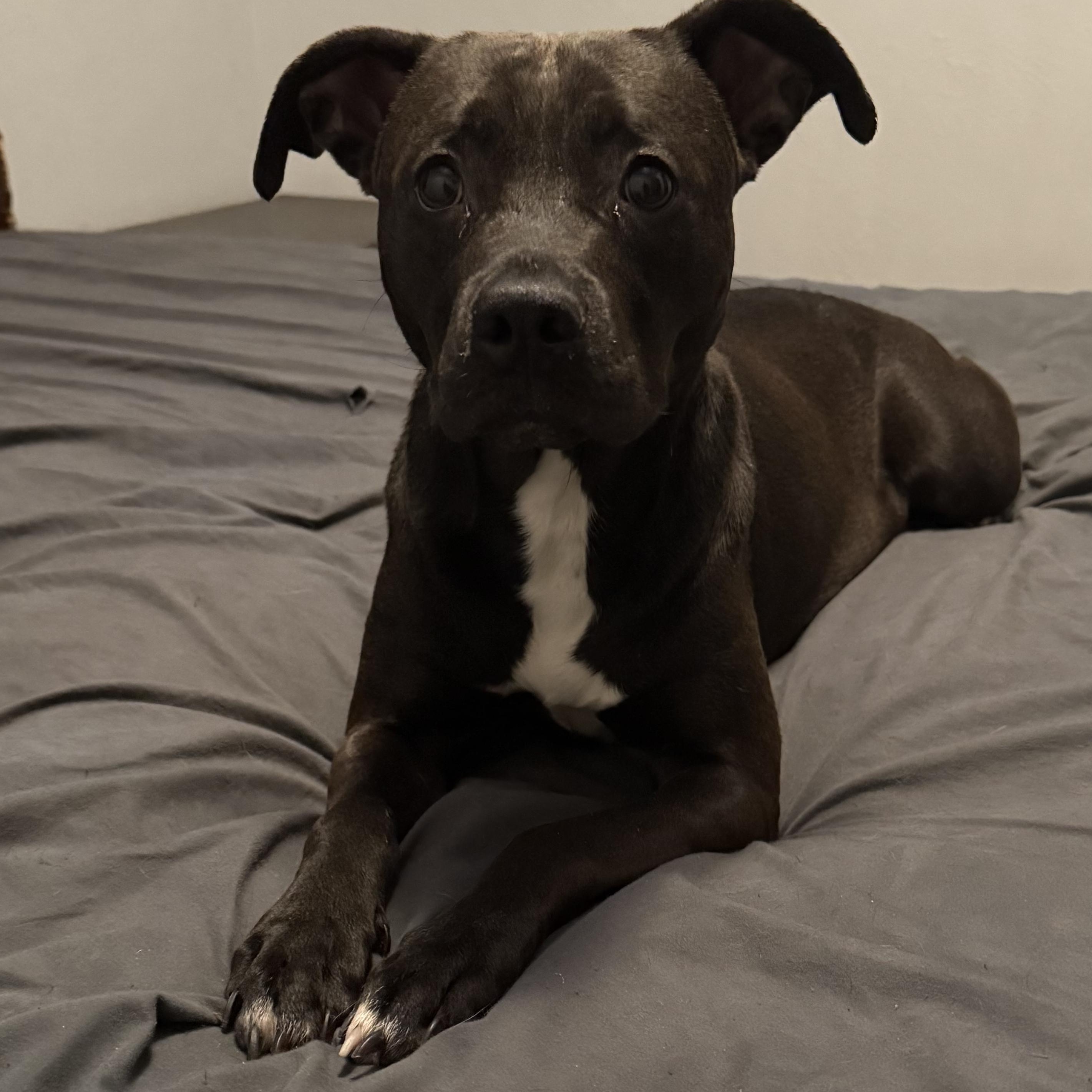 Enlarge Polli, a ADOPTABLE mixed breed in Wildwood, FL image 2/2