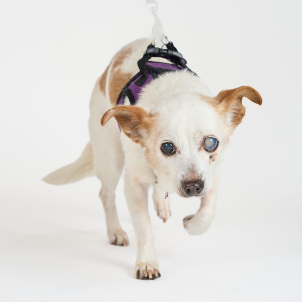 Muppet 13699, Adoptable, Senior Female Rat Terrier.