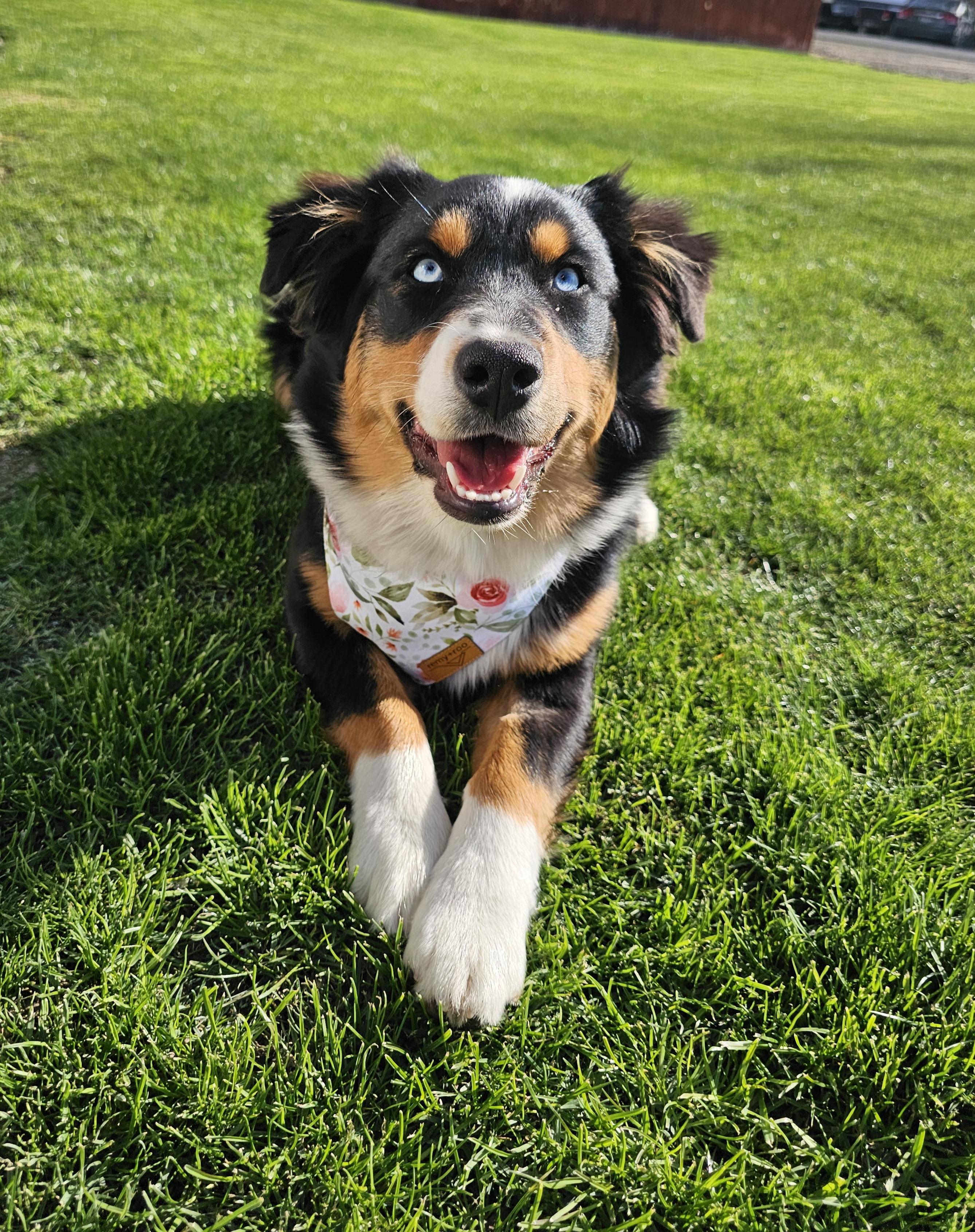 Enlarge Princess Penelope, a Adopted Australian Shepherd in Twin Falls, ID image 1/6