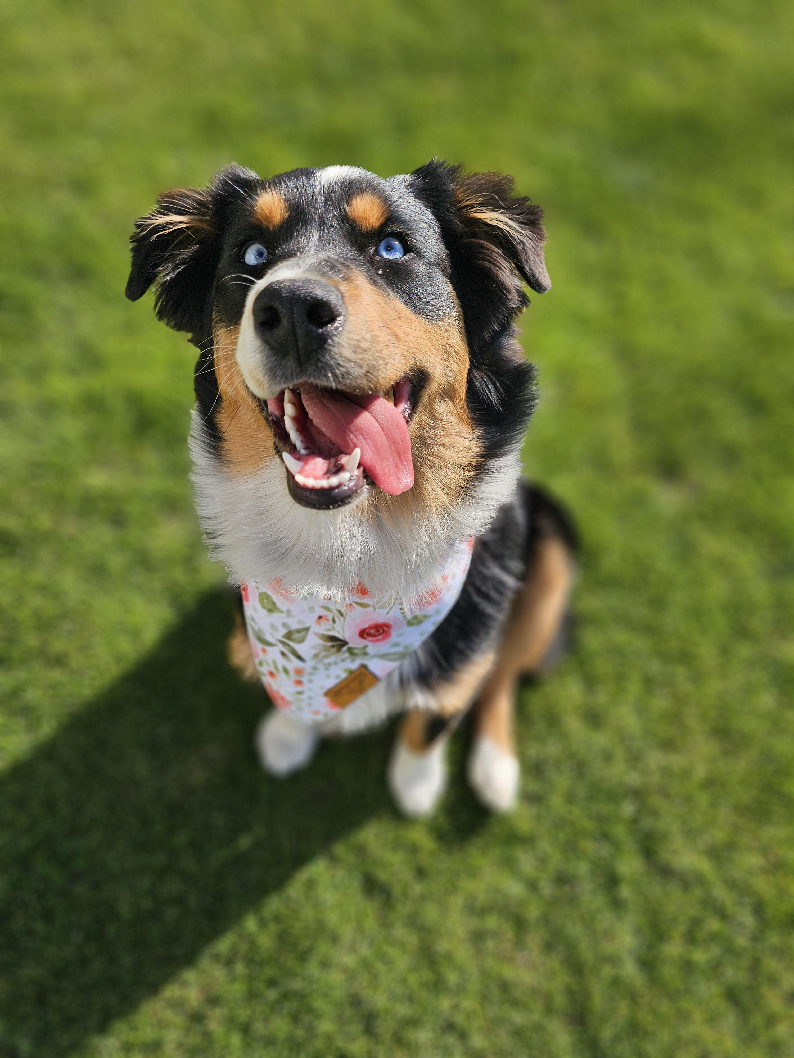 Enlarge Princess Penelope, a Adopted Australian Shepherd in Twin Falls, ID image 2/6
