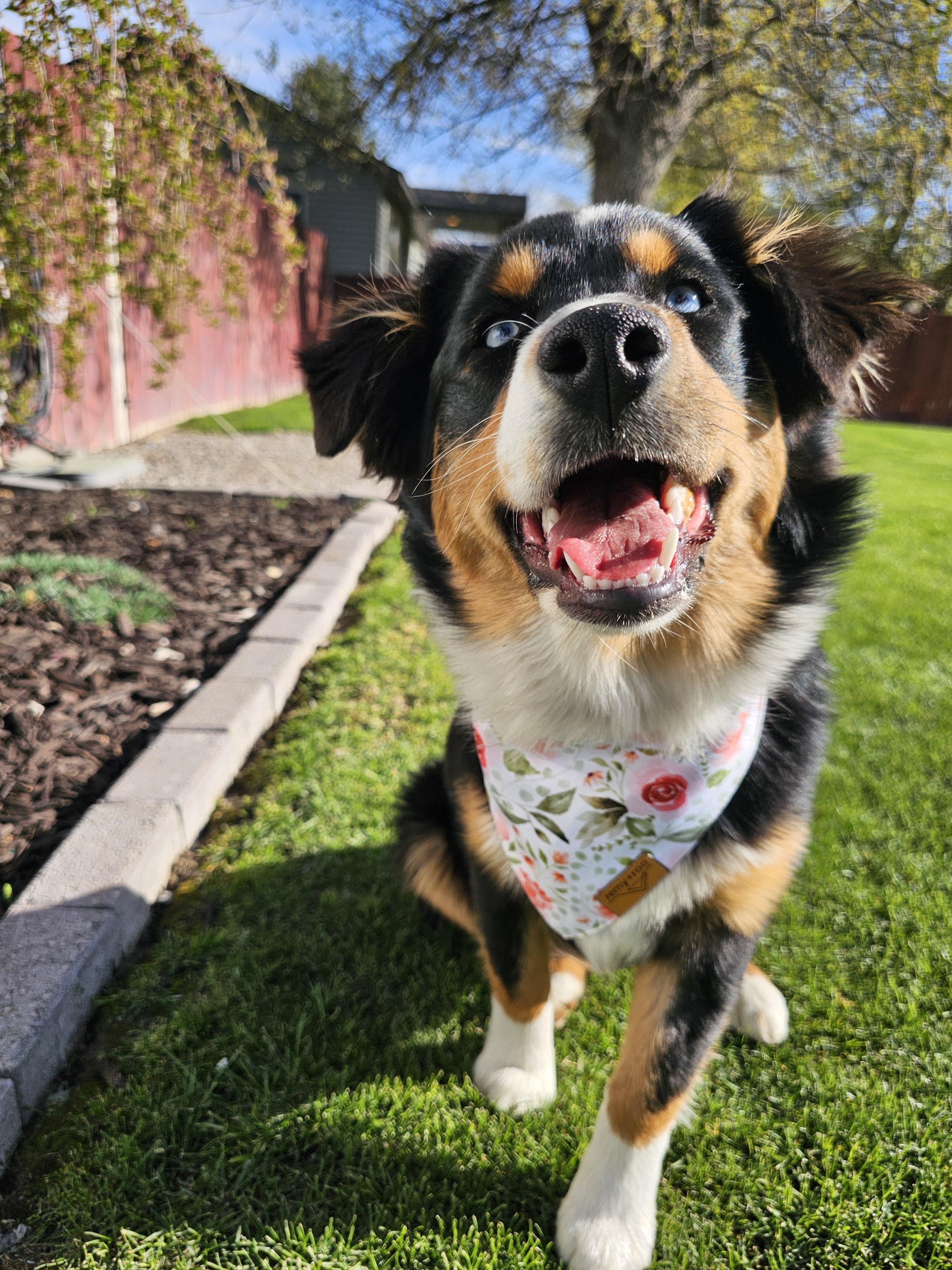 Enlarge Princess Penelope, a Adopted Australian Shepherd in Twin Falls, ID image 3/6