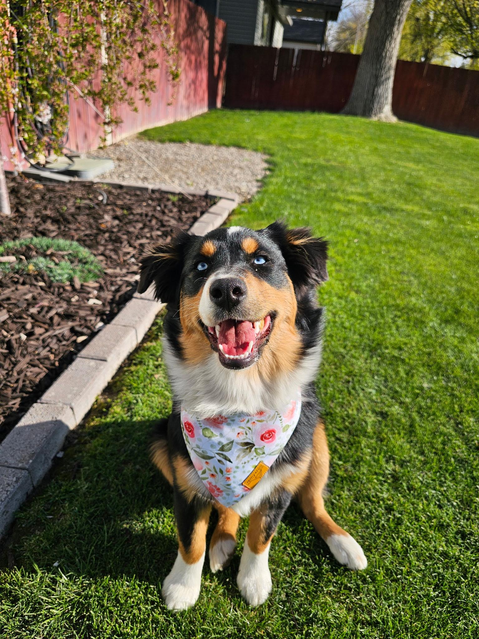 Enlarge Princess Penelope, a Adopted Australian Shepherd in Twin Falls, ID image 4/6