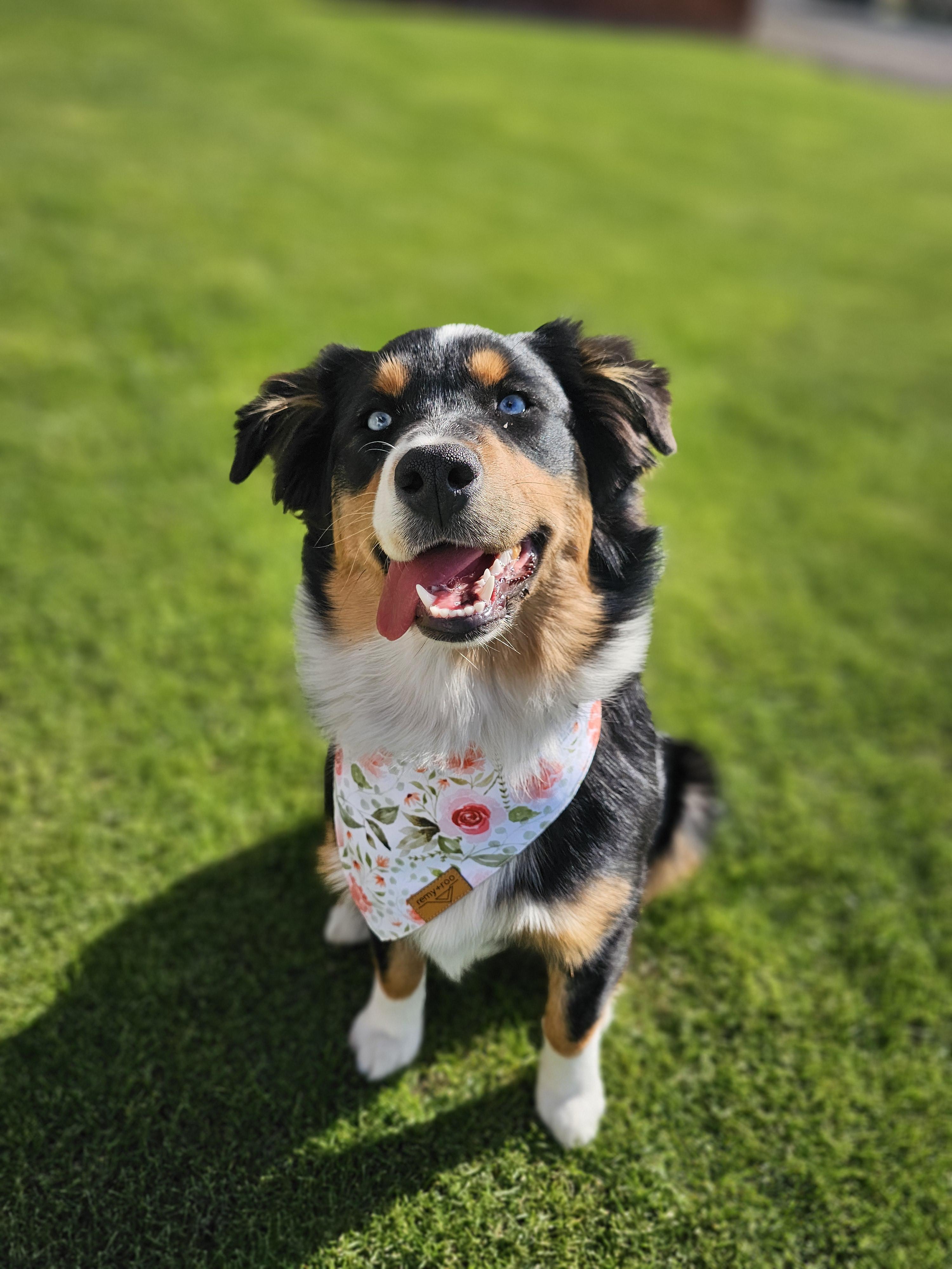Enlarge Princess Penelope, a Adopted Australian Shepherd in Twin Falls, ID image 5/6