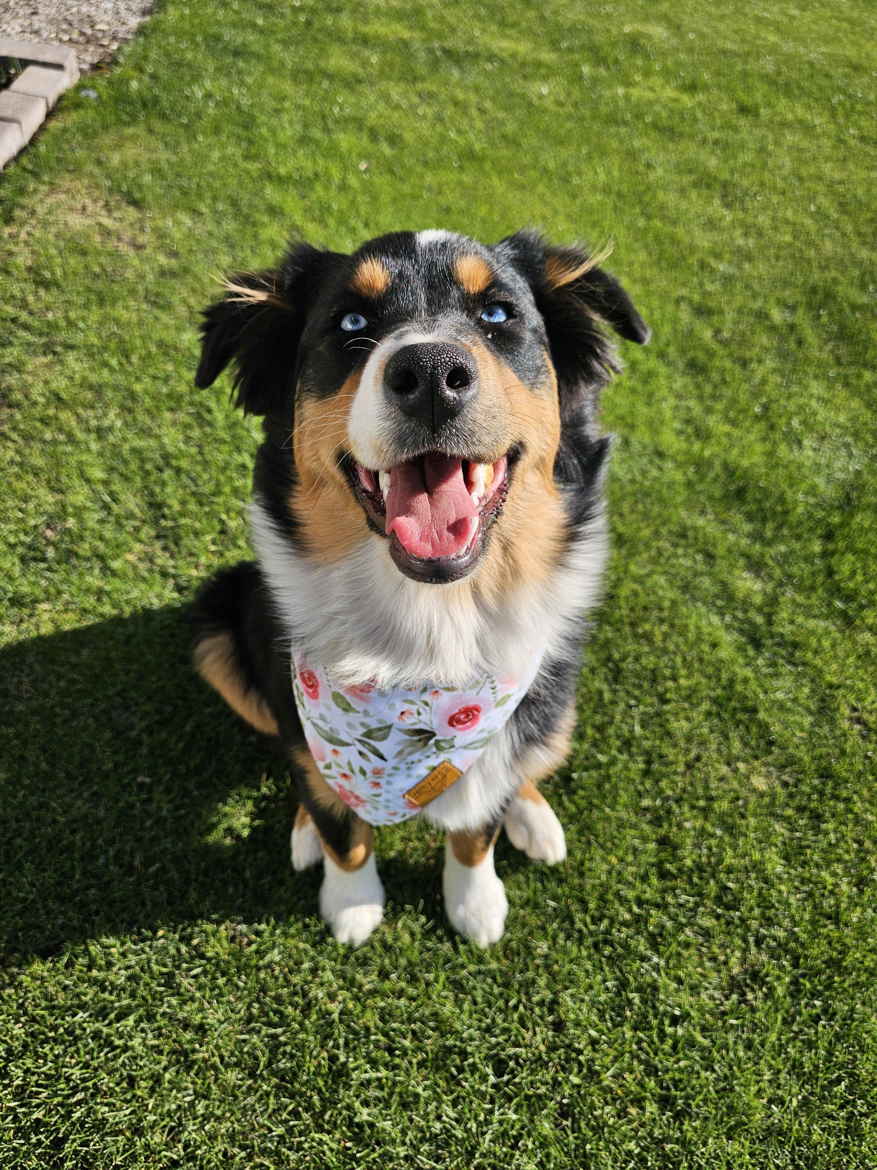 Enlarge Princess Penelope, a Adopted Australian Shepherd in Twin Falls, ID image 6/6