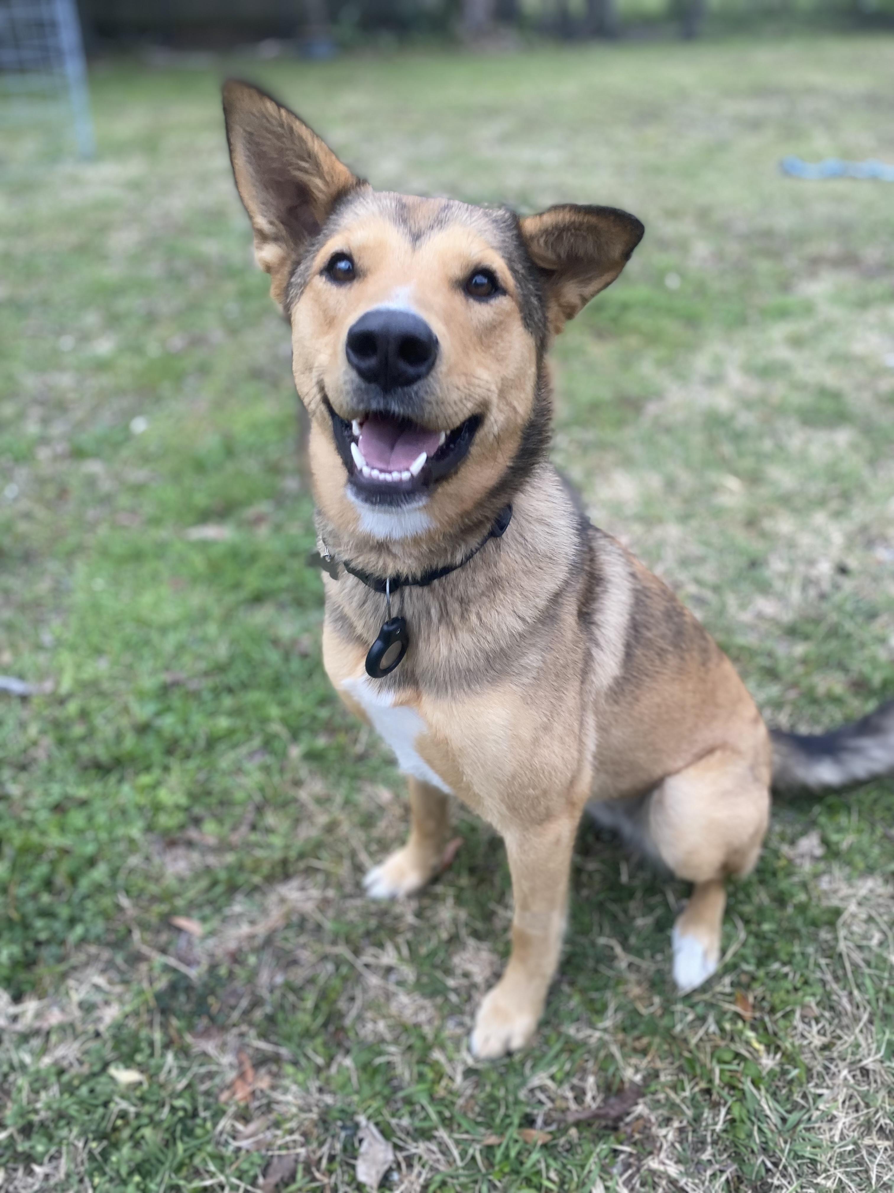 Enlarge Georgia, a ADOPTABLE mixed breed in New Orleans, LA image 1/3