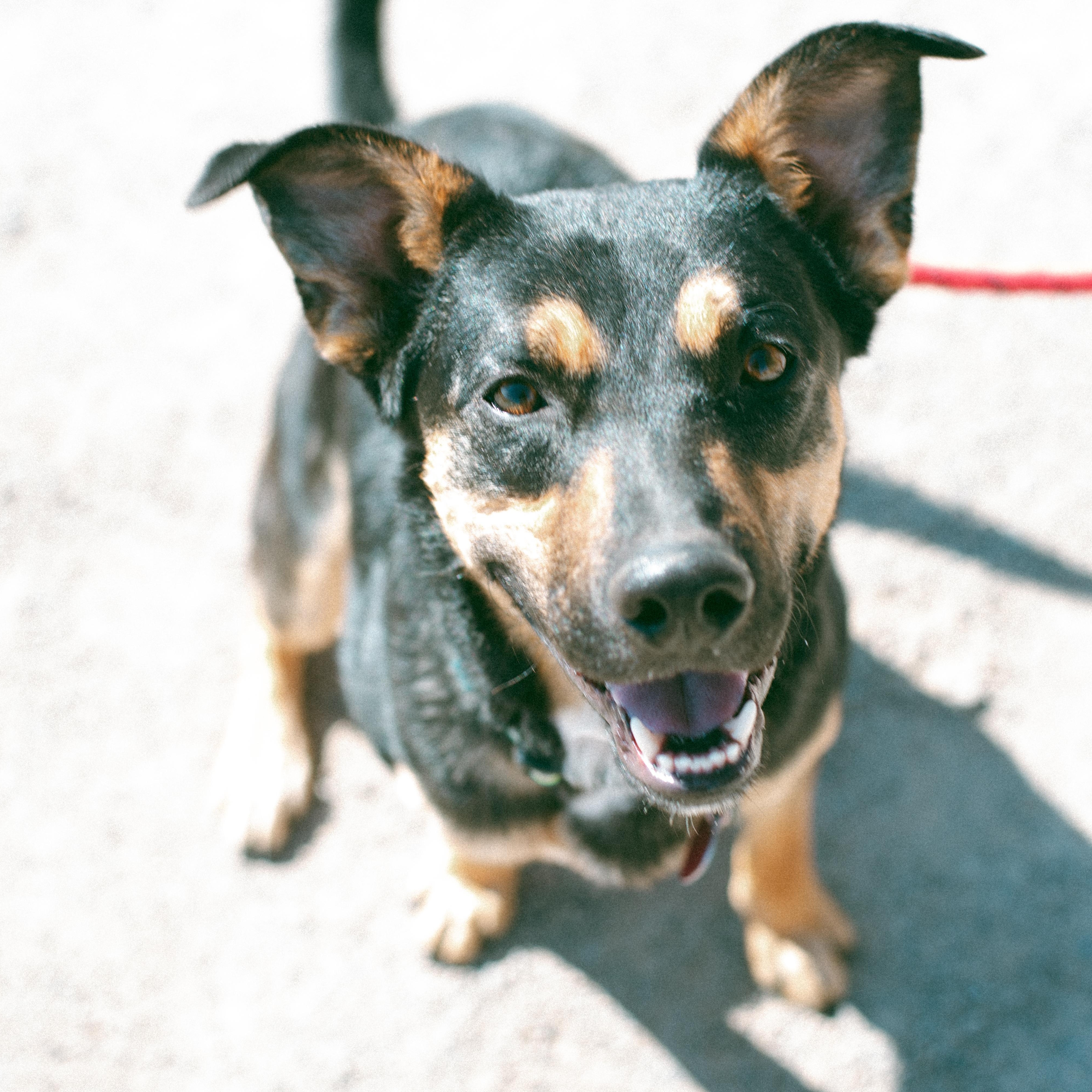 Tom, an adoptable Australian Kelpie in Thayne, WY, 83127 | Photo Image 4