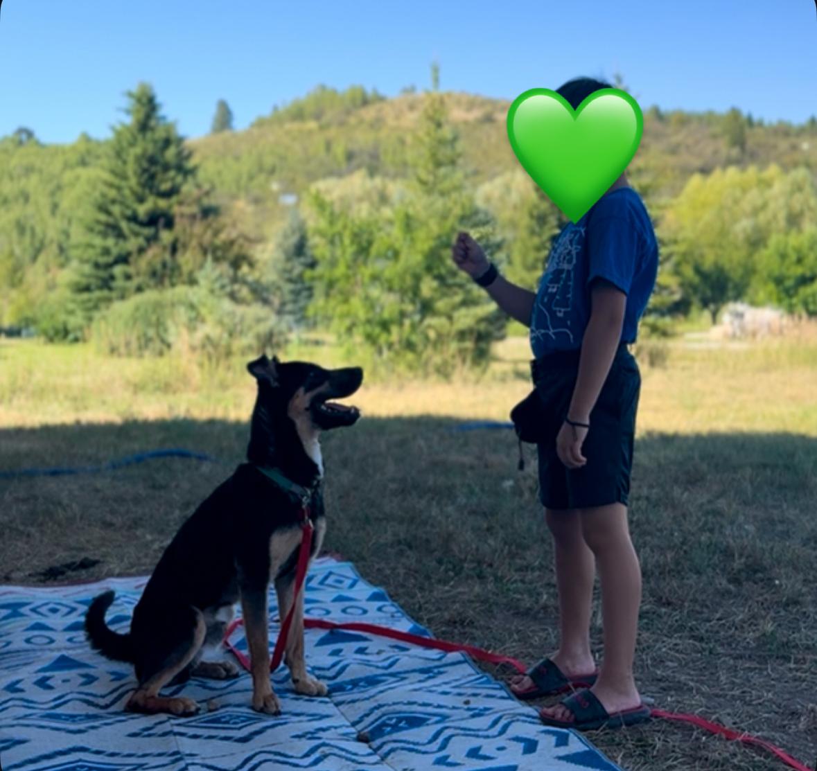 Tom, an adoptable Australian Kelpie in Thayne, WY, 83127 | Photo Image 2