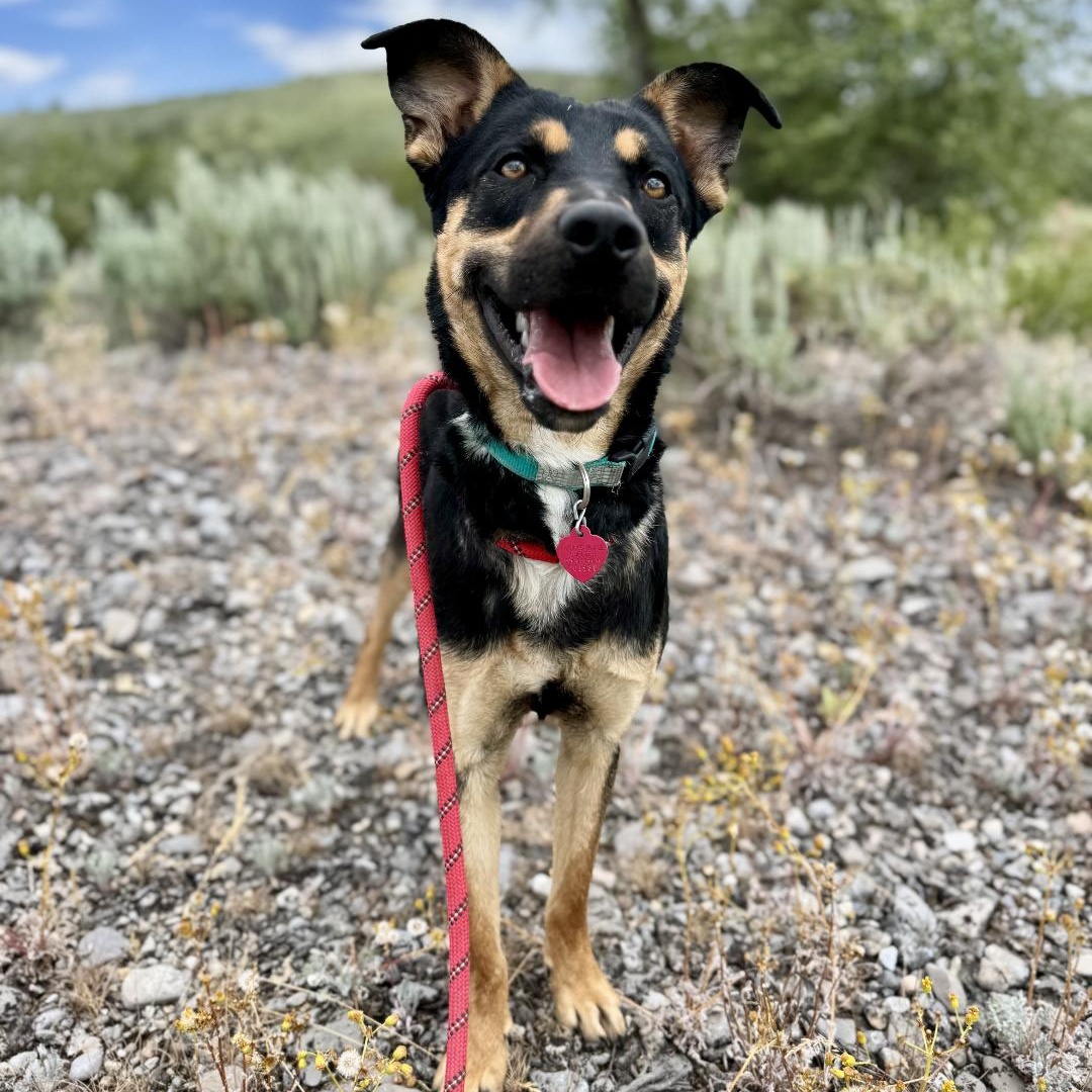 Tom, an adoptable Australian Kelpie in Thayne, WY, 83127 | Photo Image 3