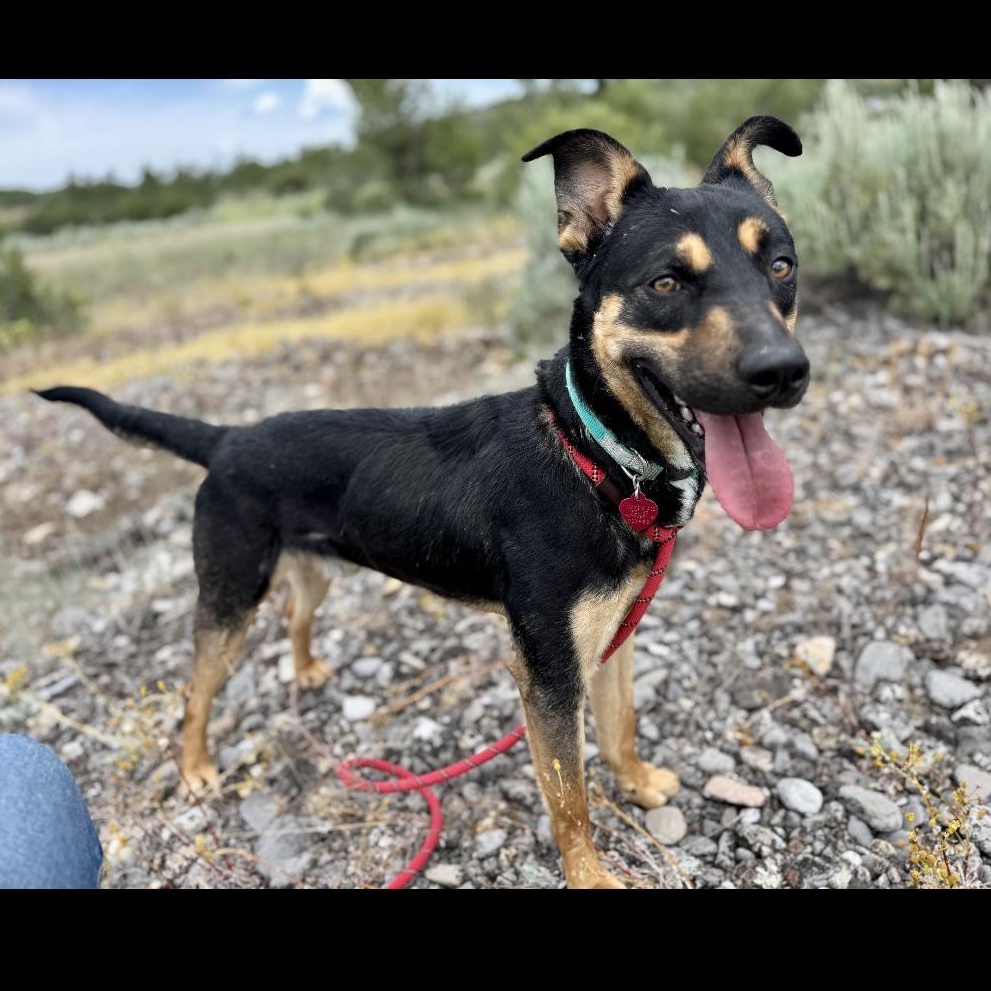 Tom, an adoptable Australian Kelpie in Thayne, WY, 83127 | Photo Image 2