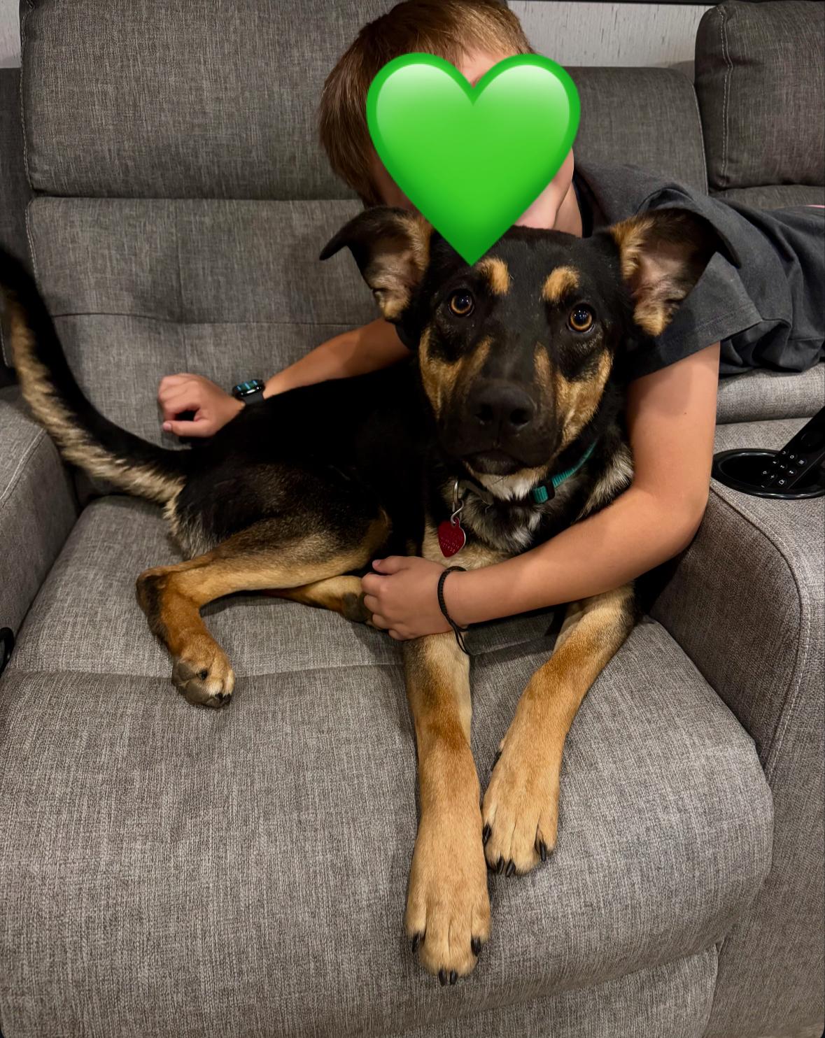 Tom, an adoptable Australian Kelpie in Thayne, WY, 83127 | Photo Image 3